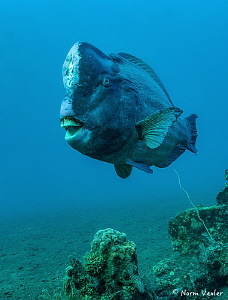 Close encounter with this Bumphead Parrotfish on a mornin... by Norm Vexler 